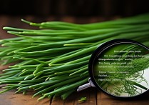 韭菜的营养价值及功效