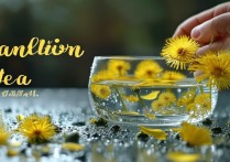 蒲公英泡水喝的功效
