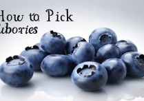 蓝莓怎么挑选