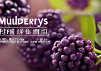 桑葚的功效与作用