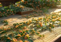 金银花怎么晒干的做法