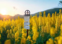 长沙油菜花景点推荐，哪里有免费又好拍的？