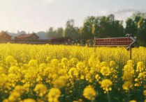 山东油菜花旅游景点有哪些最佳观赏期和推荐路线？