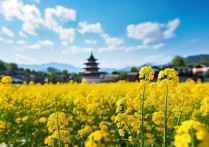 罗平县旅游景点有哪些必打卡的冷门小众好去处？