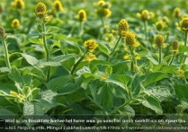 马齿苋的作用和功效