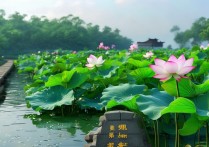 无锡荷花景点有哪些值得打卡的赏荷好去处？