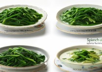 菠菜的做法大全家常