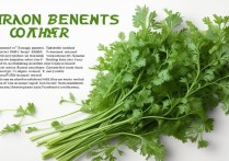 香菜的营养价值