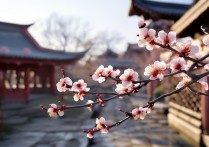 江苏梅花景点2024最佳赏花时间在哪？