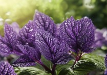 紫苏叶的功效与作用