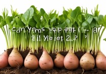 山药发芽了还能不能吃