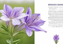 桔梗的功效与作用