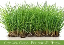 鸡骨草的功效与作用