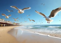 国内哪里能看海鸥？海鸥旅游景点推荐指南