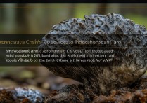 桦树茸的功效与作用