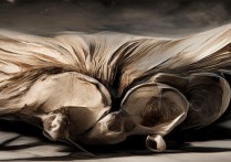 芡实的作用与功效