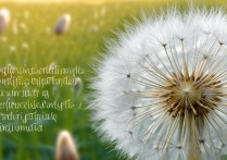 蒲公英的功效与作用