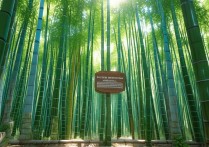 宜兴竹海景点哪里最值得玩？攻略和注意事项有哪些？