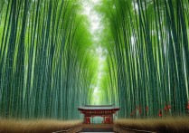 浙江竹林旅游景点有哪些值得深度游玩的小众秘境？