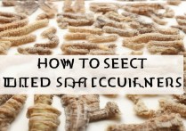 干海参怎么挑选