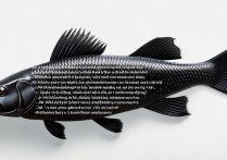 黑鱼的营养价值及功效