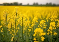 江苏油菜花景点哪个花期最长、拍照最好看？