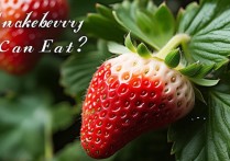 蛇莓能不能吃