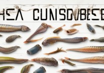 海参挑选方法图解