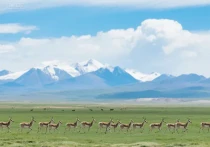 青海湖四季旅游全攻略：领略中国最大咸水湖的绝美风光与游玩指南