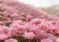 为什么粉色的景点总让人少女心爆棚？