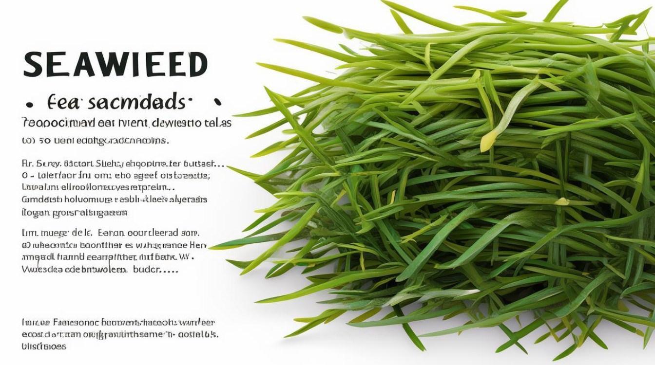 海苔的营养价值