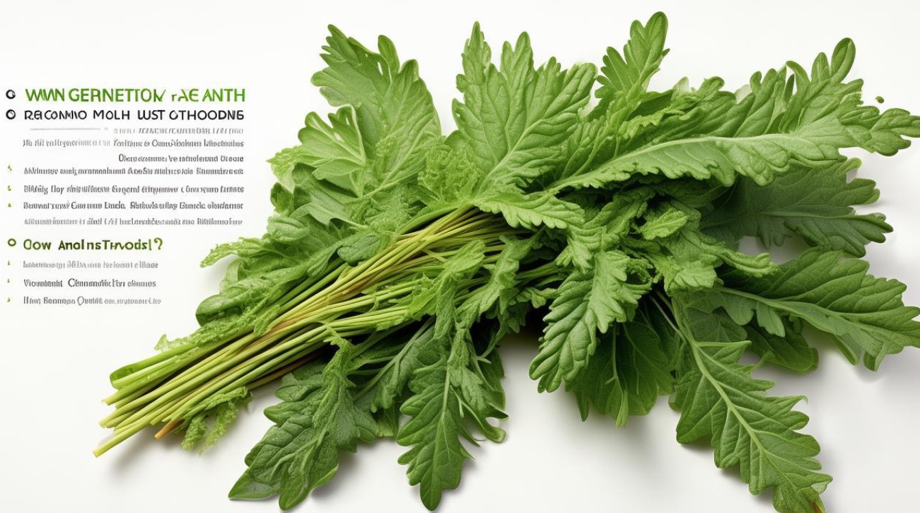 苋菜的功效与作用